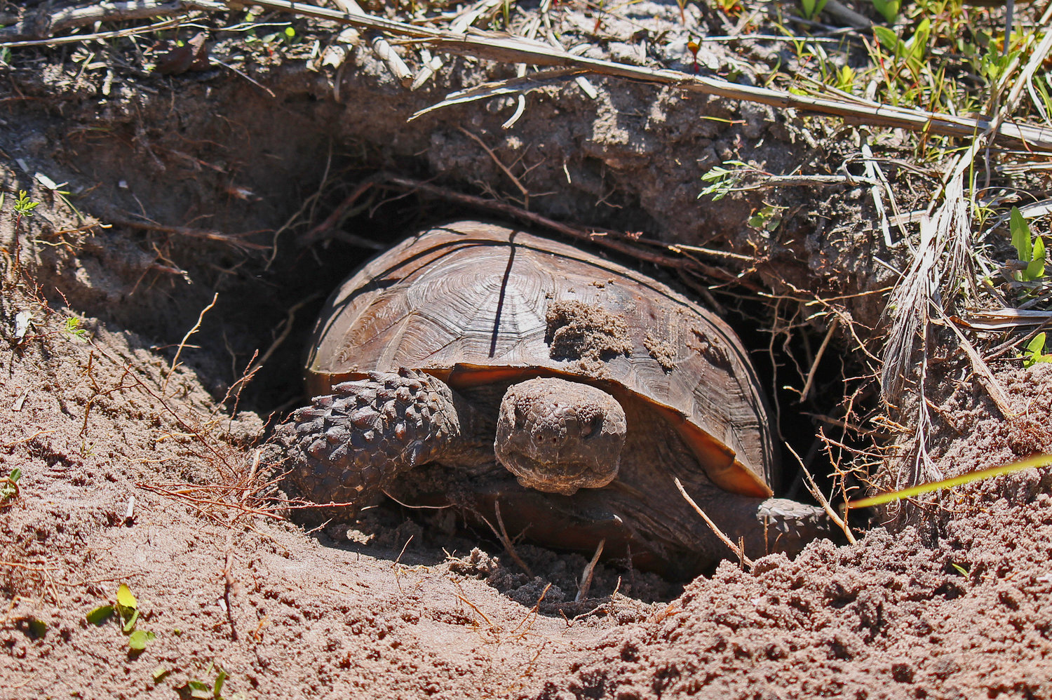 The gopher tortoise is native to Florida. [Photo by Carollyn Parrish/FWC]